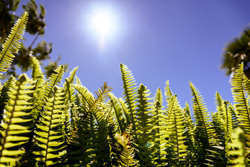 Ferns in the sun suffer the consequences of climate change.