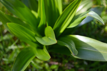 Green plant in nature close-up
