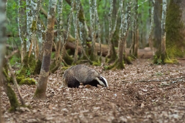 Obraz premium Blaireau en forêt