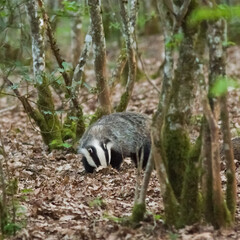 Blaireau en forêt