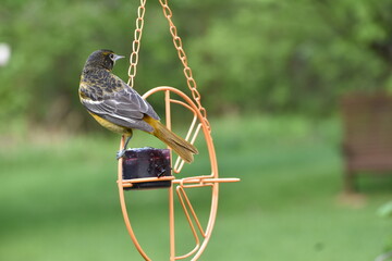 Female Baltimore Oriole feeding on grape jelly