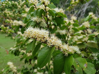 Flower of Hymenaea courbaril, Fabaceae family,  the courbaril or West Indian locust, is a tree common in the Caribbean, Central America, and South America. Mindu park, Manaus – Amazon, Brazil.