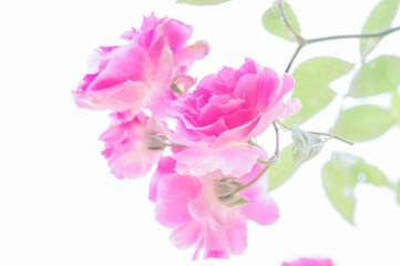 5月、庭に咲くピンクのばら。花言葉は「しとやか」「上品」「可愛い人」「美しい少女」「愛の誓い」「感銘」
