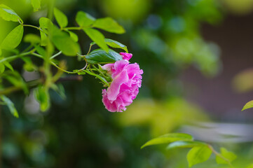 5月、庭に咲くピンク色のばら。爽やかな風になびく。ピンクの薔薇の花言葉は「しとやか」「上品」「感銘」
