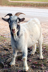 Fototapeta premium Nubian Goat