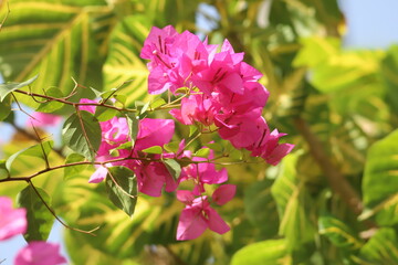 pink flowers in the garden