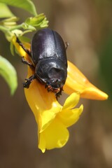 beetle on flower