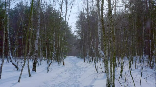 Winter Christmas forest. Aerial view in the forest which is covered with snow. The path between the trees in winter trampled snow. Snowflake falling to the ground in snowy weather.