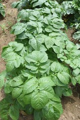 Potato cultivation. Growing of potato in kitchen garden.