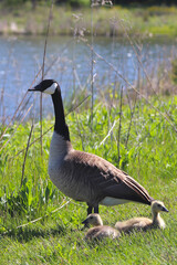 Canadian goose on the green field in the forest preserve. Natural and wildlife concept.