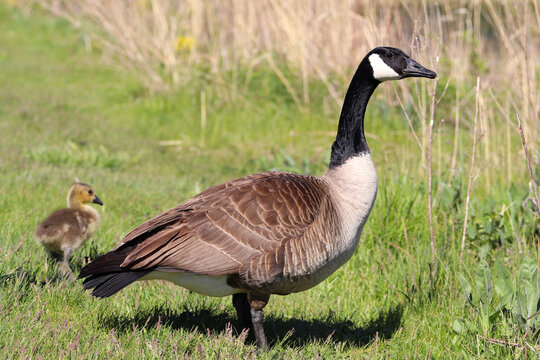 Canadian goose on the green field in the forest preserve. Natural and wildlife concept.