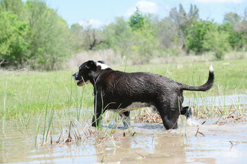Active pet dog getting wet in spring water puddle within rural landscape.