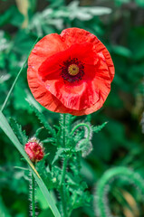 Red poppy on the background of green grass