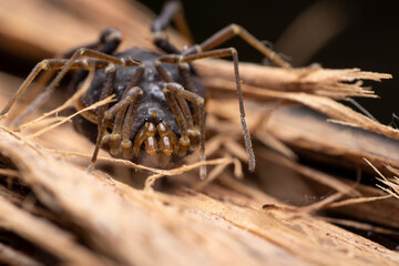spider on the ground