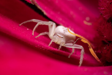 Fototapeta premium crab spider on a flower