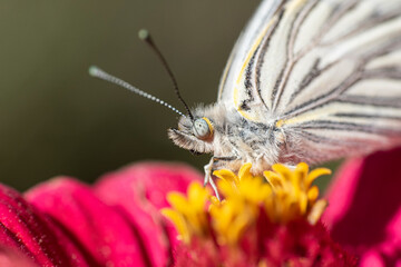 butterfly on flower