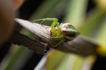 green spider on a leaf