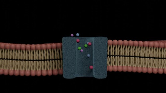 Ions and substances is passing through bilayer cell membrane channel (3D Rendering)