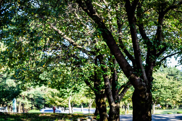 韓国、大邱大学を散策する