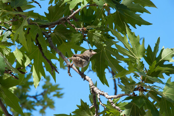 Athens, Greece May 2021: A sparrow at the archaeological site of the Ancient Market of Athens.