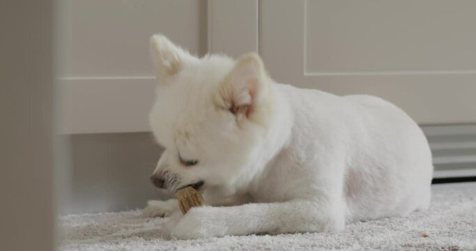 White pomeranian dog chew with her snack at home