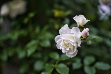 Tokyo,Japan-May 15, 2021: Closeup of white roses -- Breed Iceberg Climbing -- in the morning
