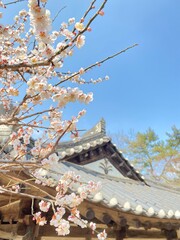Ume flower with Korean traditional house