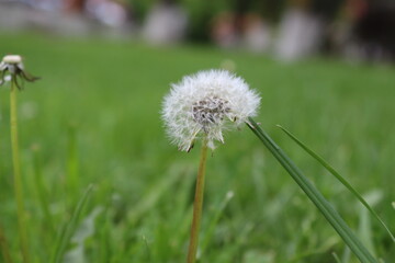 dandelion in the grass