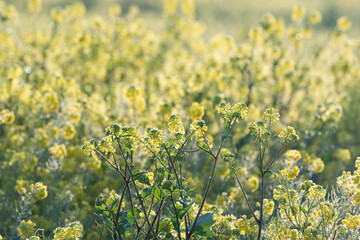 Fototapeta premium Field of yellow flowers