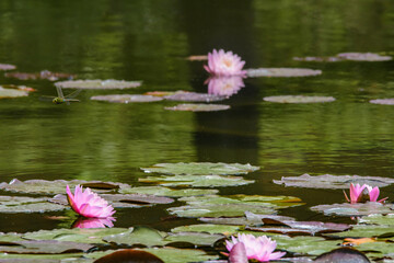 ピンクのスイレンの花