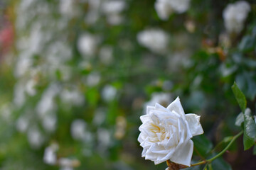 白いバラ