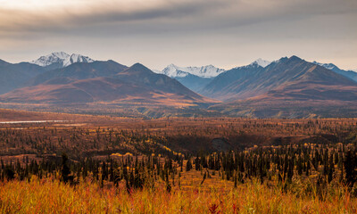 dramatic landscape of golden yellow autumn foliage of aspen and birch trees and snowcapped  mountains of the Chugach mountain range in Alaska. - Powered by Adobe