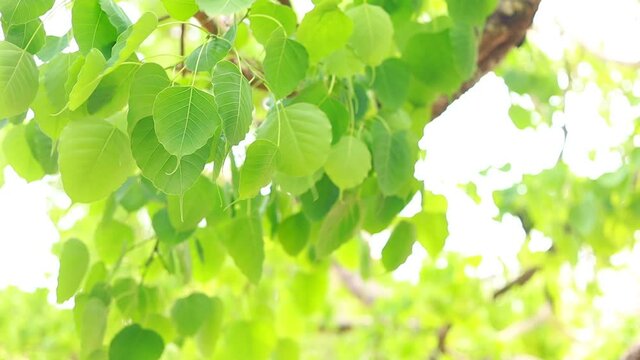 Bodhi leaves are light green and  copy space.