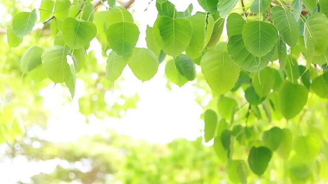 Bodhi leaves are light green and  copy space.