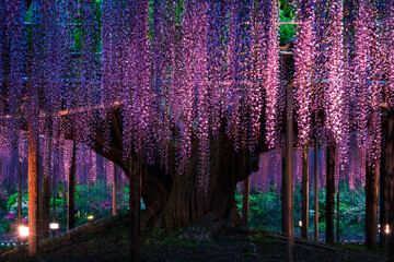 The majestic wisteria tree lit up at night. - obrazy, fototapety, plakaty