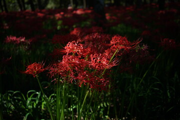Red Flowers of Lycoris radiata in Full Bloom
