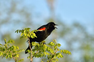 Red winged blackbird