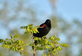 Red winged blackbird