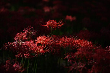 Red Flowers of Lycoris radiata in Full Bloom
