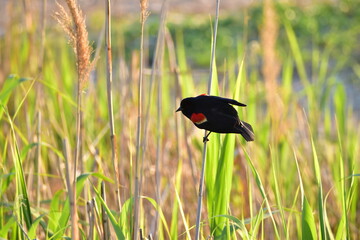 Red winged blackbird