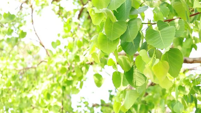 Bodhi leaves are light green and  copy space.