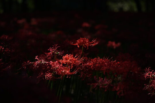 Red Flowers of Lycoris radiata in Full Bloom

