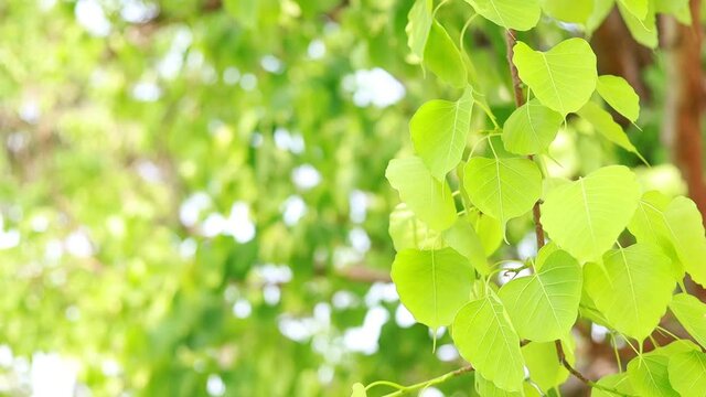 Bodhi leaves are light green and  copy space.
