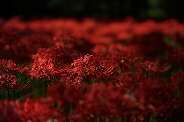 Red Flowers of Lycoris radiata in Full Bloom
