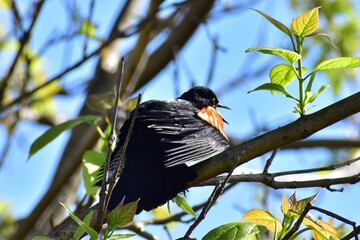 Red winged blackbird