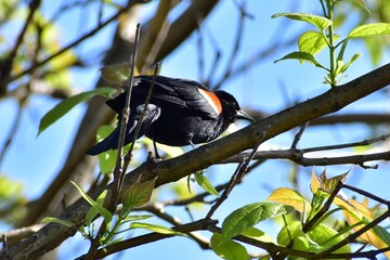 Red winged blackbird