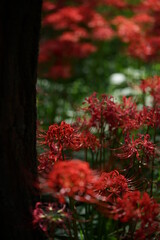 Red Flowers of Lycoris radiata in Full Bloom
