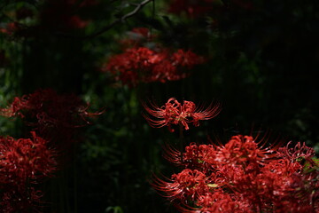 Red Flowers of Lycoris radiata in Full Bloom
