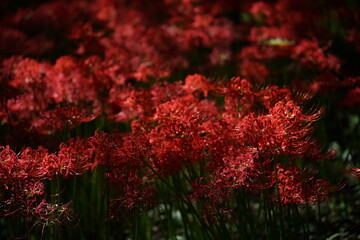 Red Flowers of Lycoris radiata in Full Bloom
