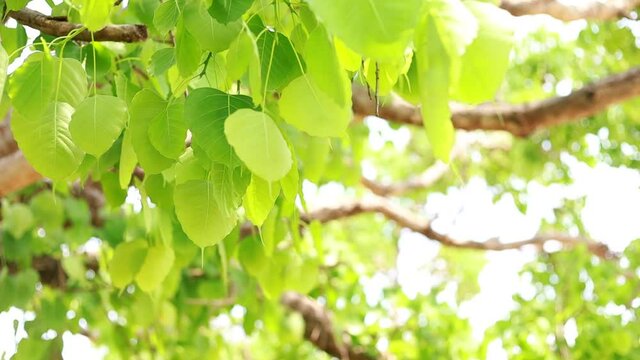 Bodhi leaves are light green and  copy space.